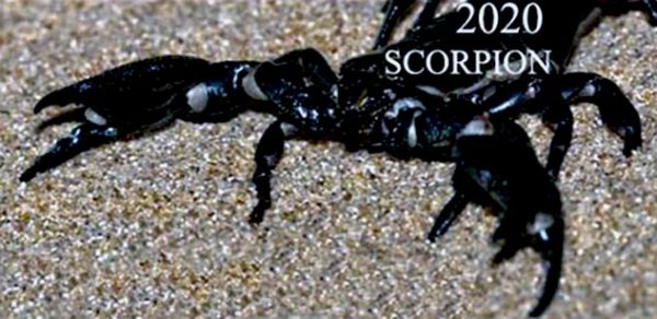 horoscop scorpion 2020